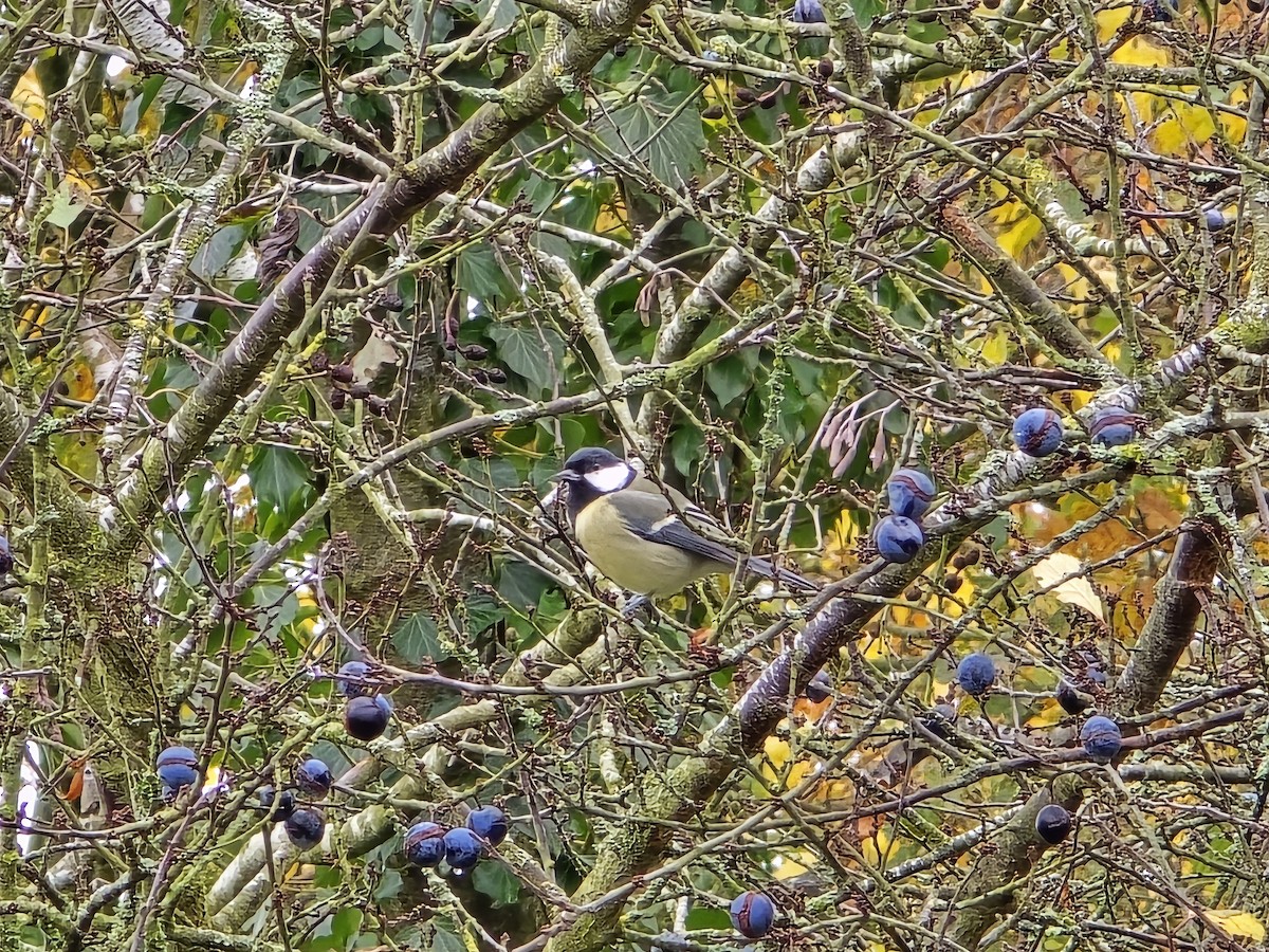 Их хөх бух - ML645155222