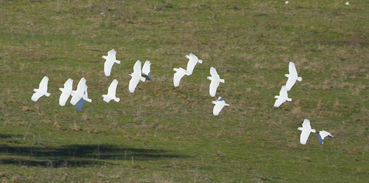 Little Corella - ML645155226