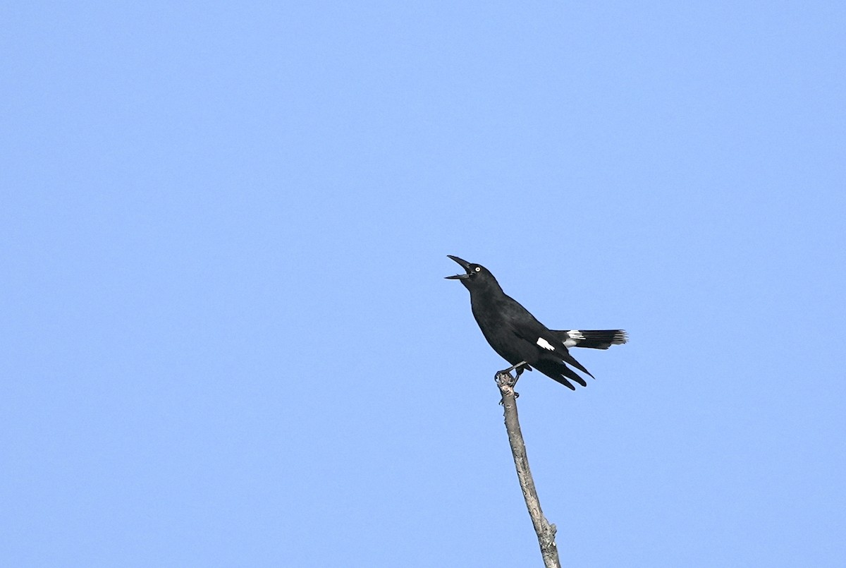 Pied Currawong - ML645155227
