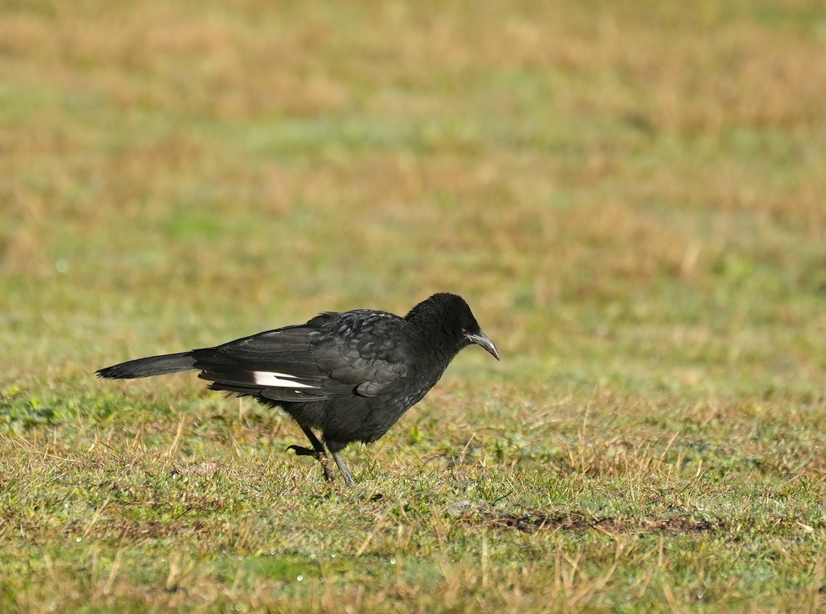 White-winged Chough - ML645155229