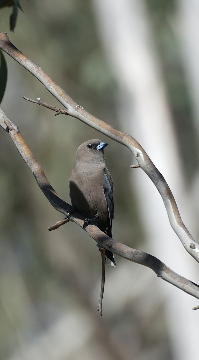 Dusky Woodswallow - ML645155236