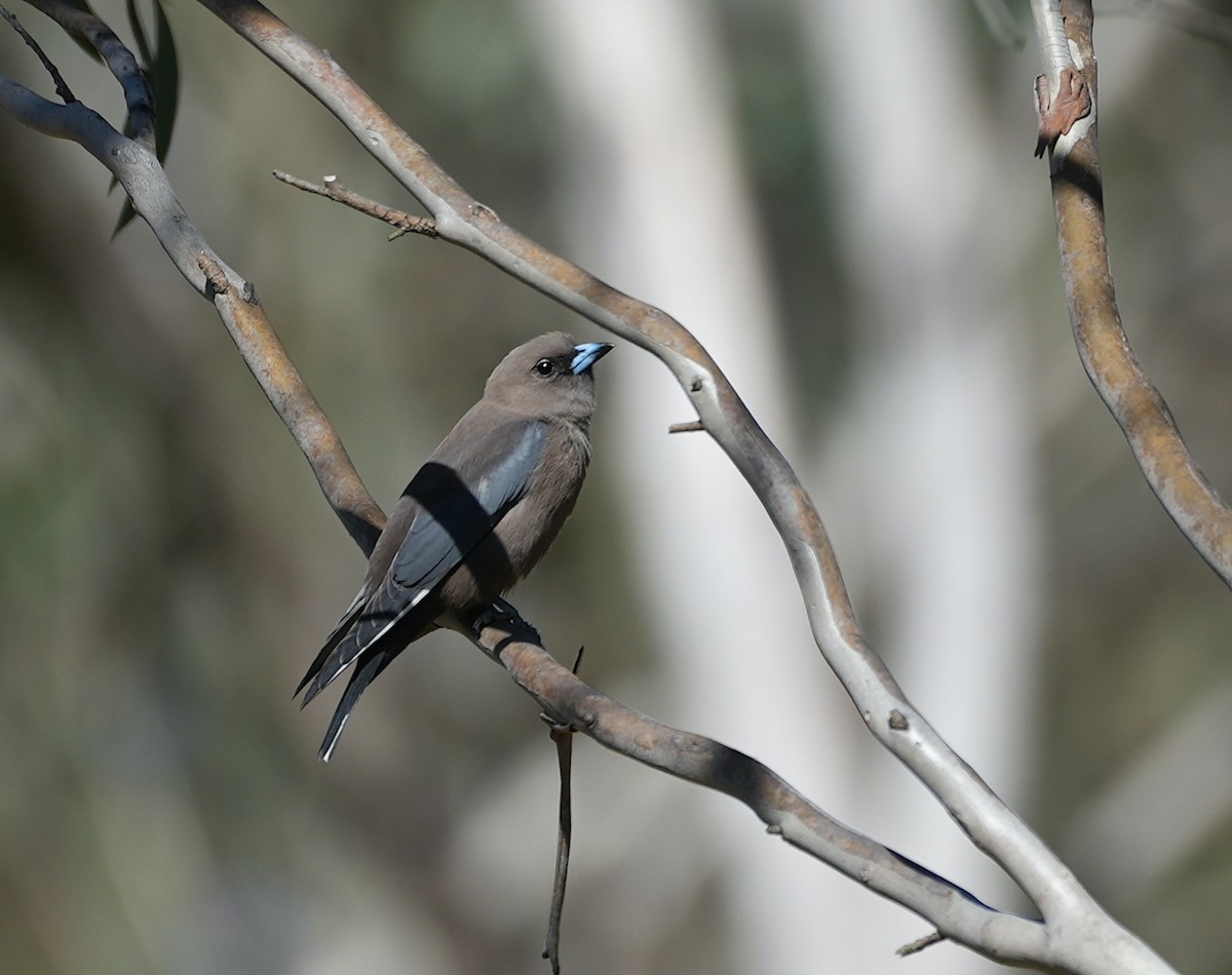 Dusky Woodswallow - ML645155237