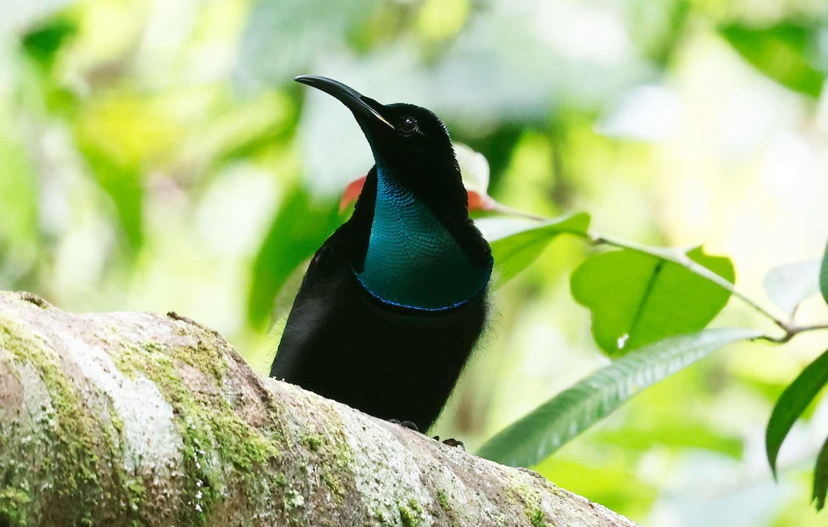 Prachtparadiesvogel - ML645155242