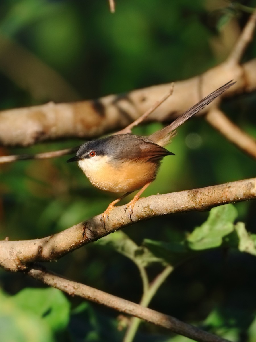 Ashy Prinia - ML645155245