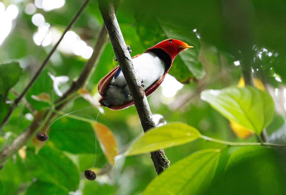 King Bird-of-Paradise - ML645155253