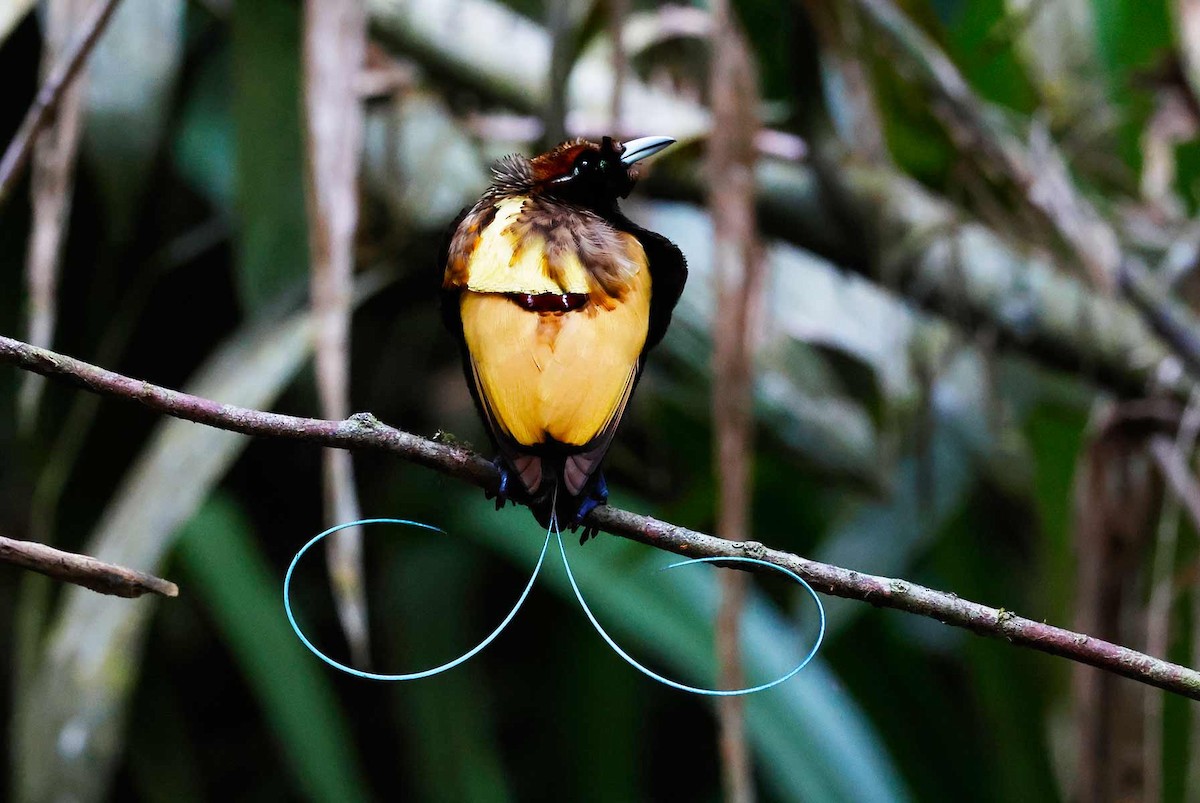 Magnificent Bird-of-Paradise - ML645155258
