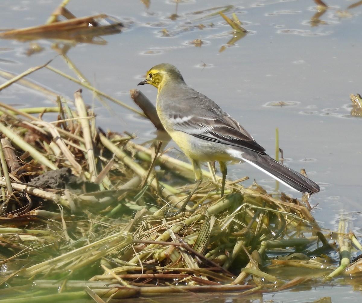 נחליאלי לימוני - ML645155269