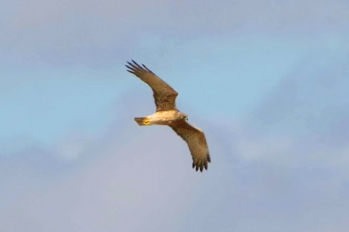 Swamp Harrier - ML645155301
