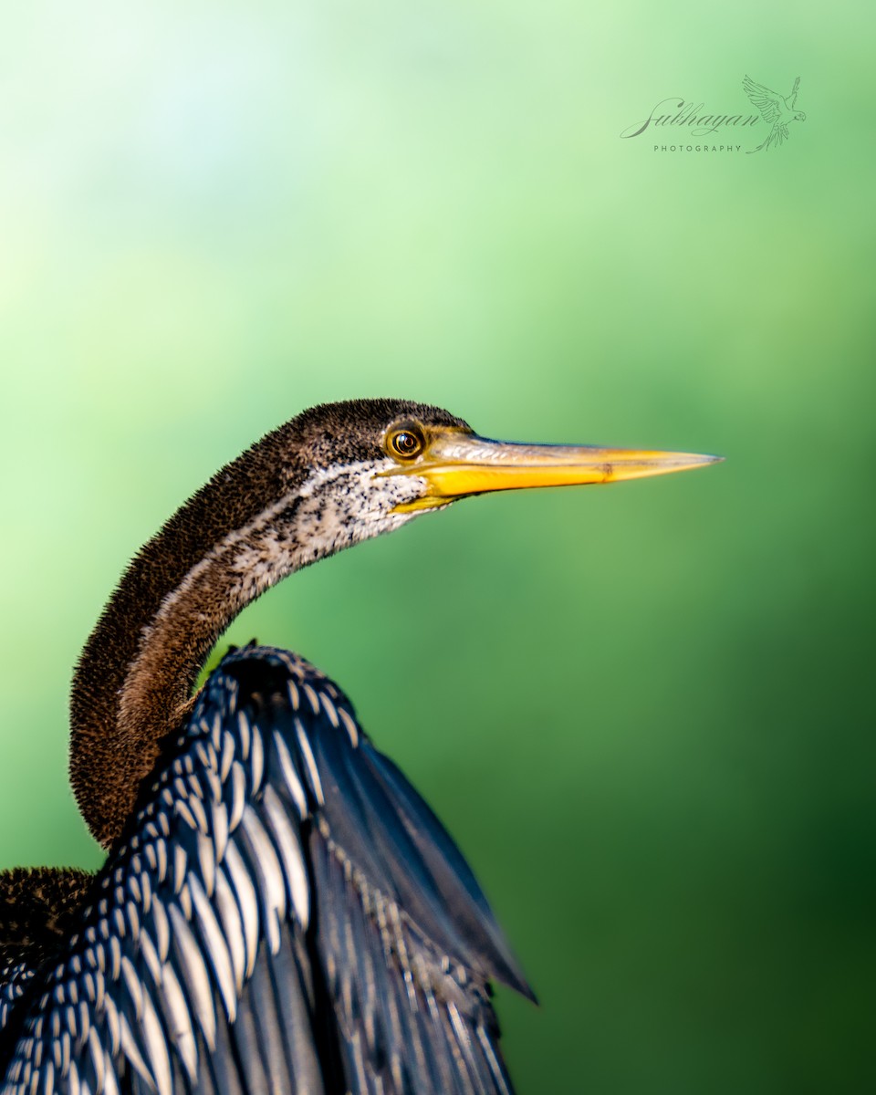 Oriental Darter - ML645155302
