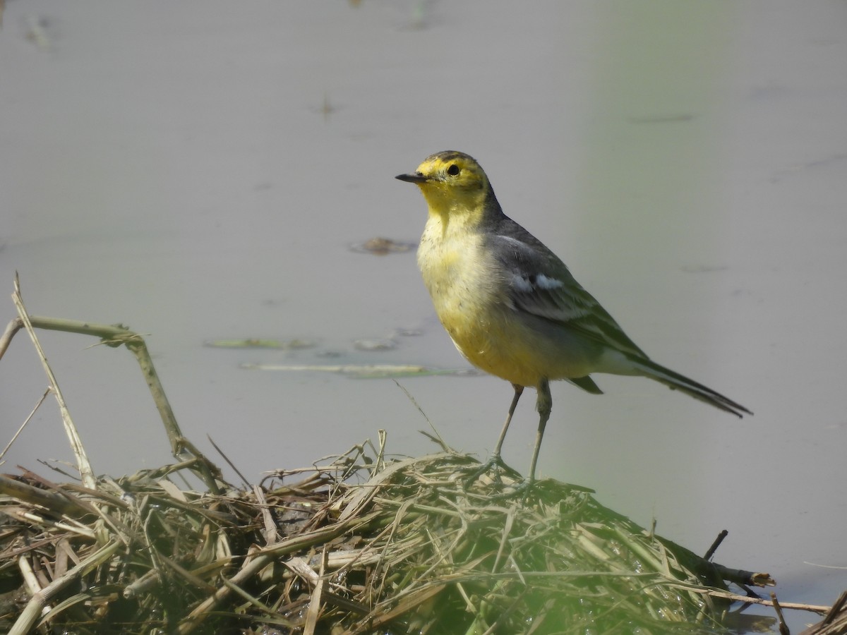 נחליאלי לימוני - ML645155308