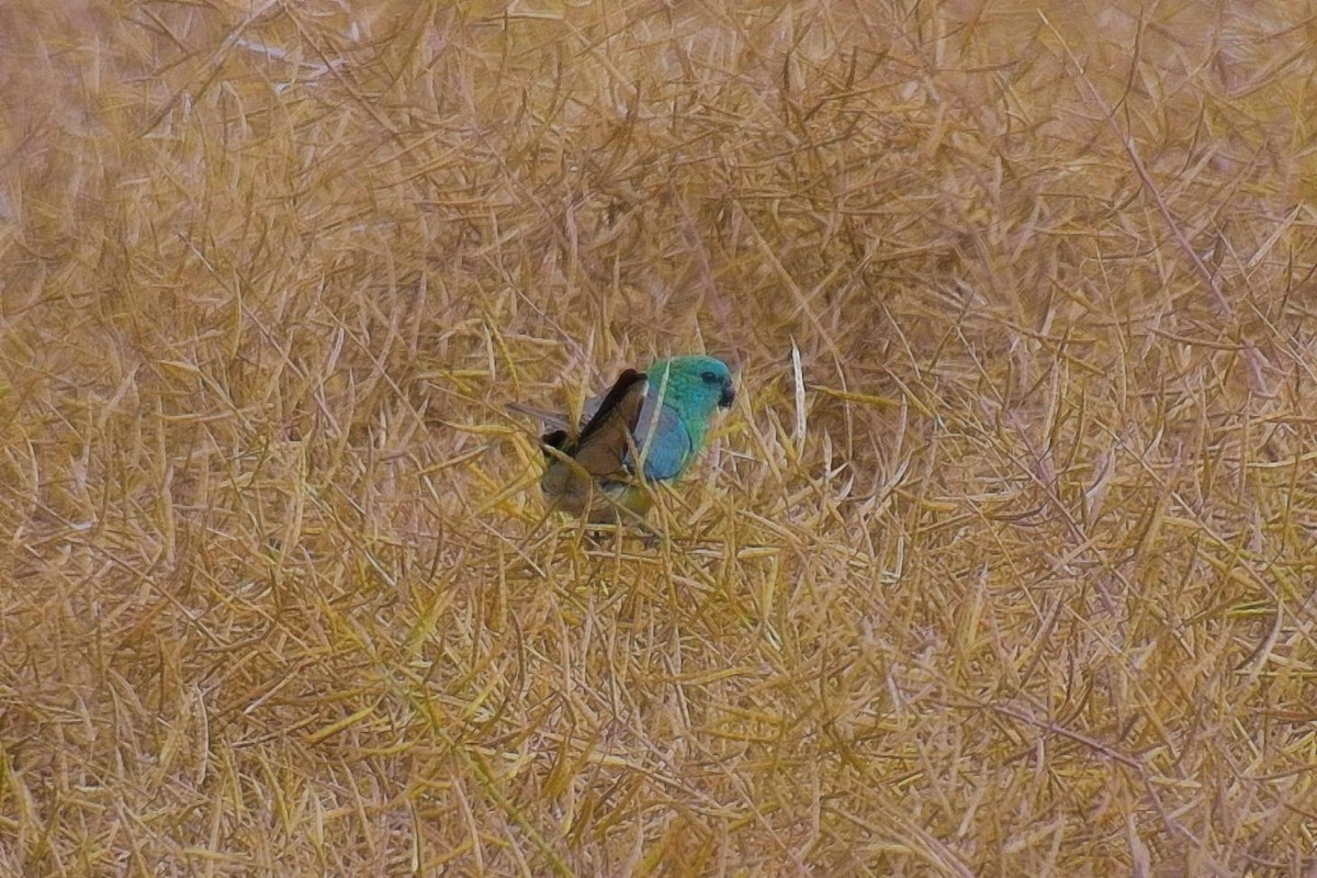 Red-rumped Parrot - ML645155322