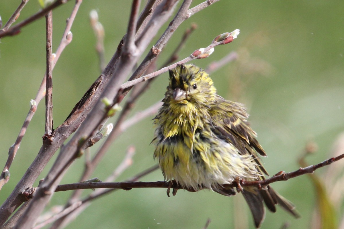 Txirriskila arrunta - ML645155359