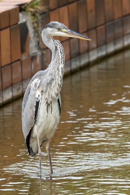 蒼鷺 - ML645155365