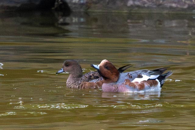 赤頸鴨 - ML645155416
