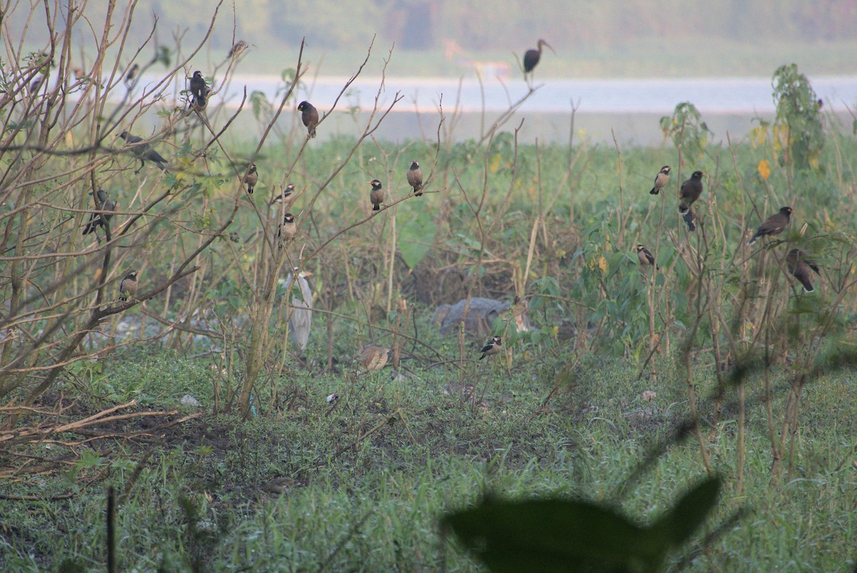 Indian Pied Starling - ML645155431