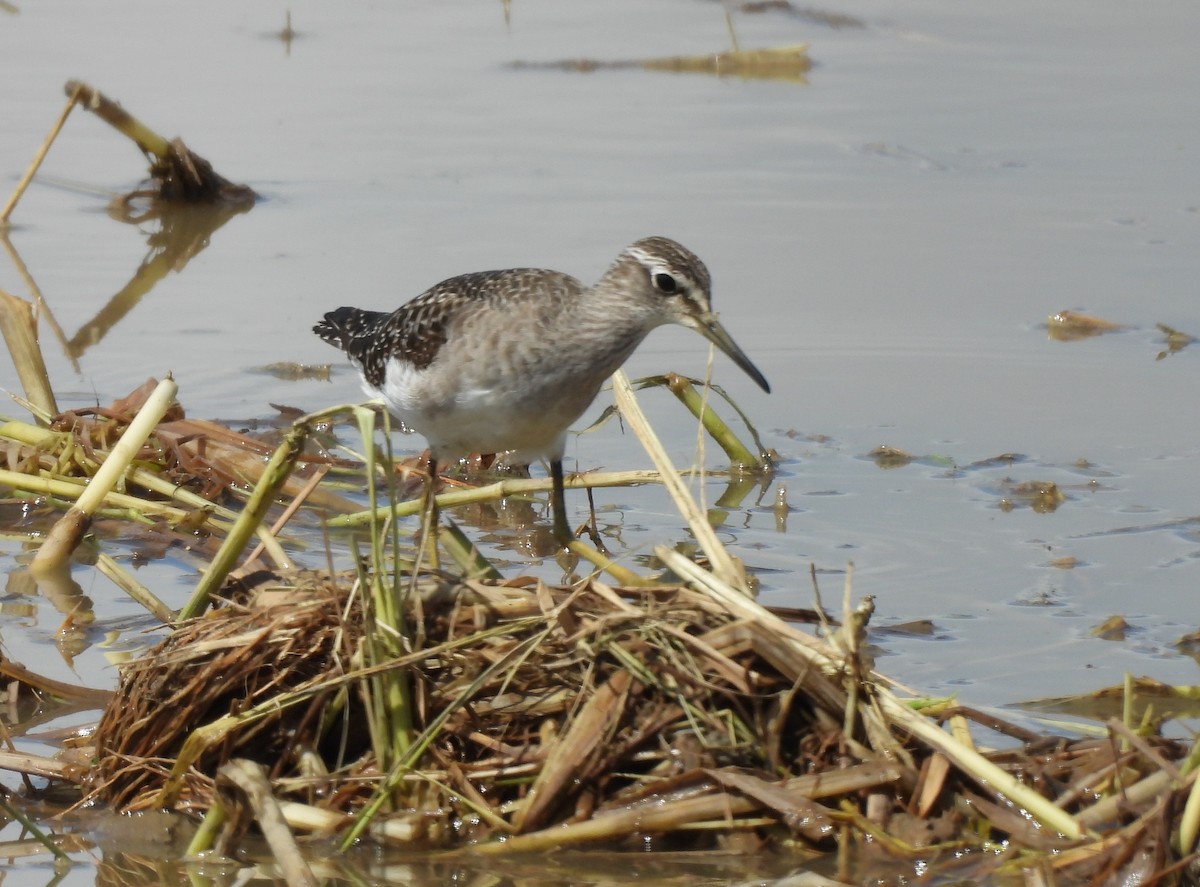 vodouš bahenní - ML645155432