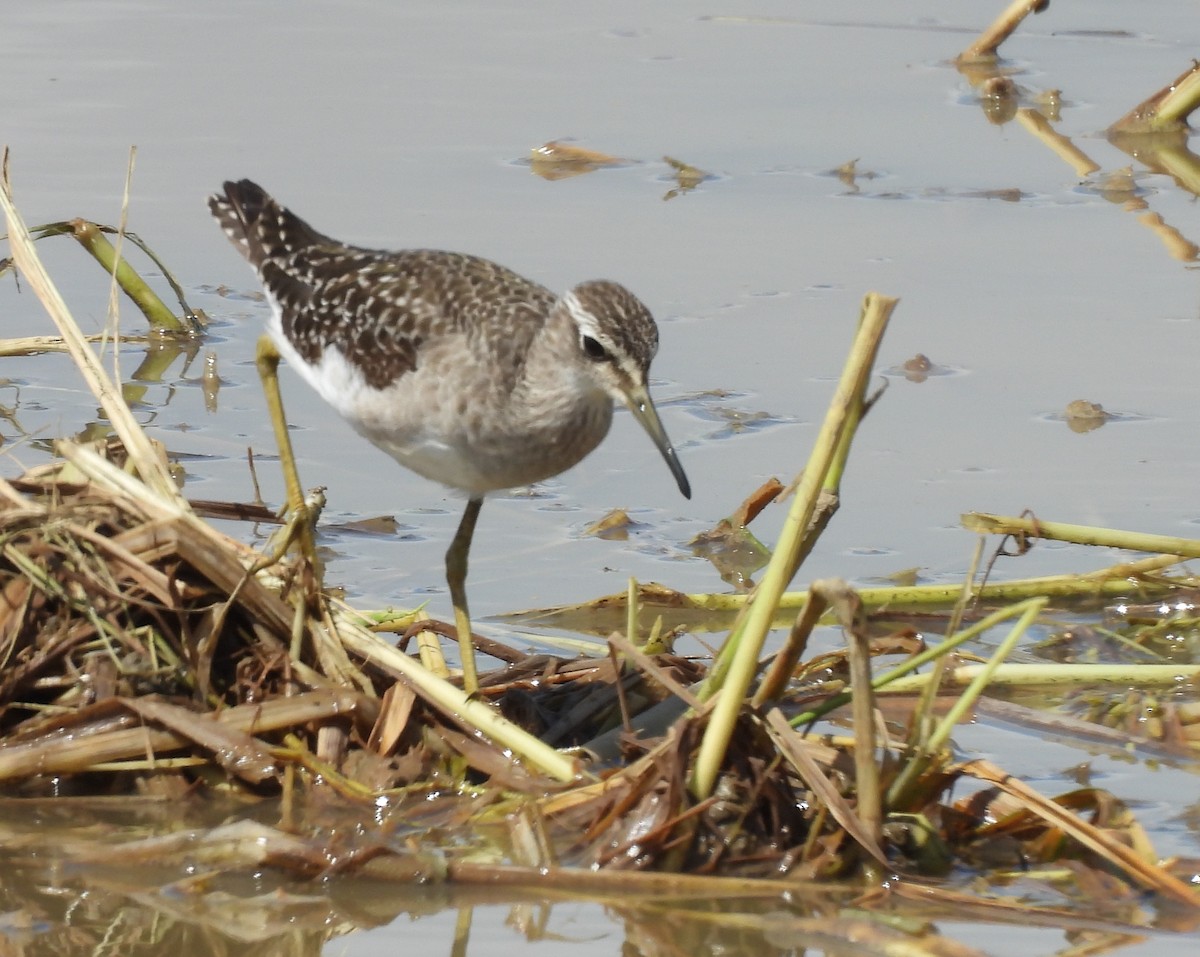 vodouš bahenní - ML645155434