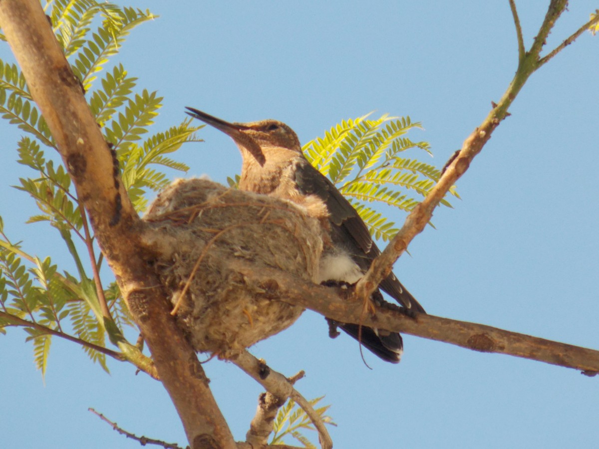 Giant Hummingbird - ML645155435