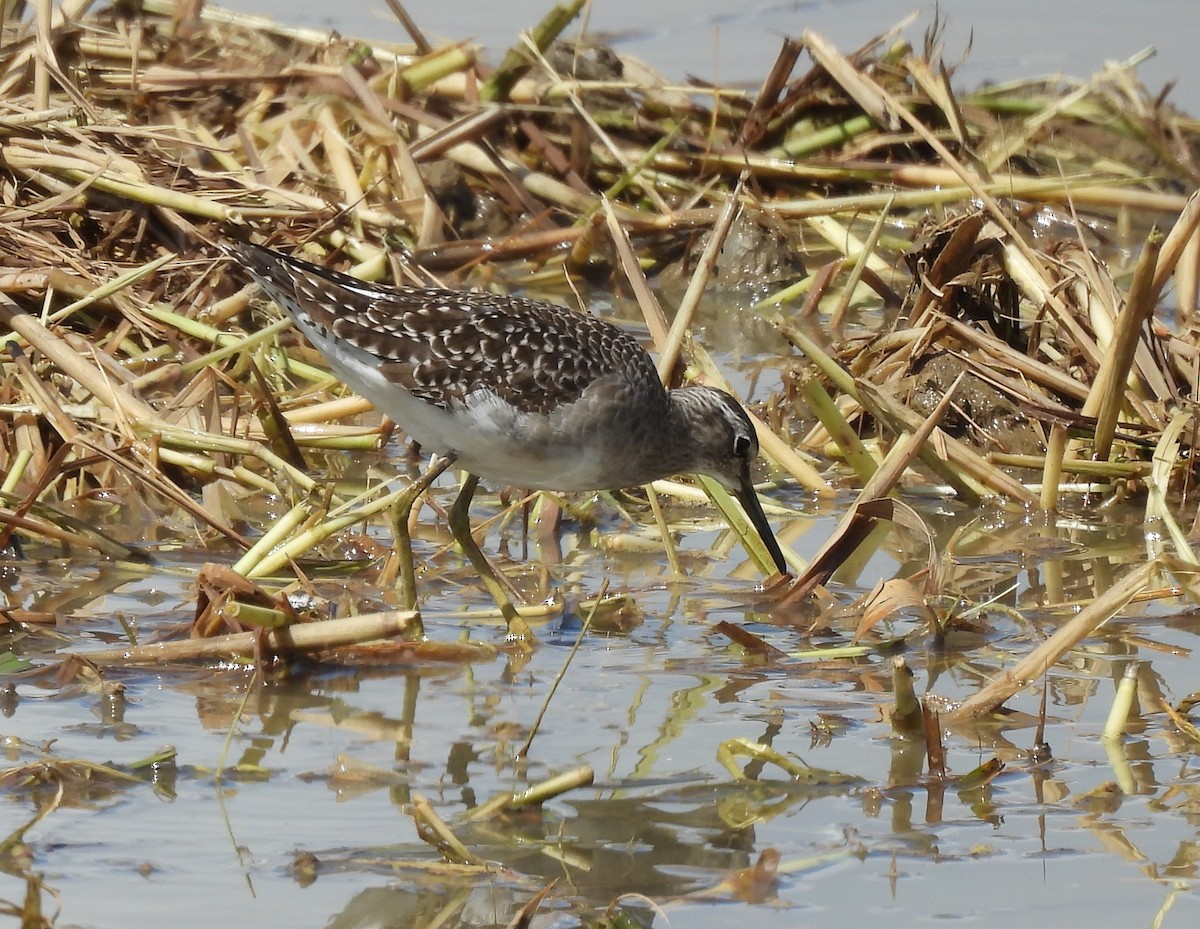 vodouš bahenní - ML645155436