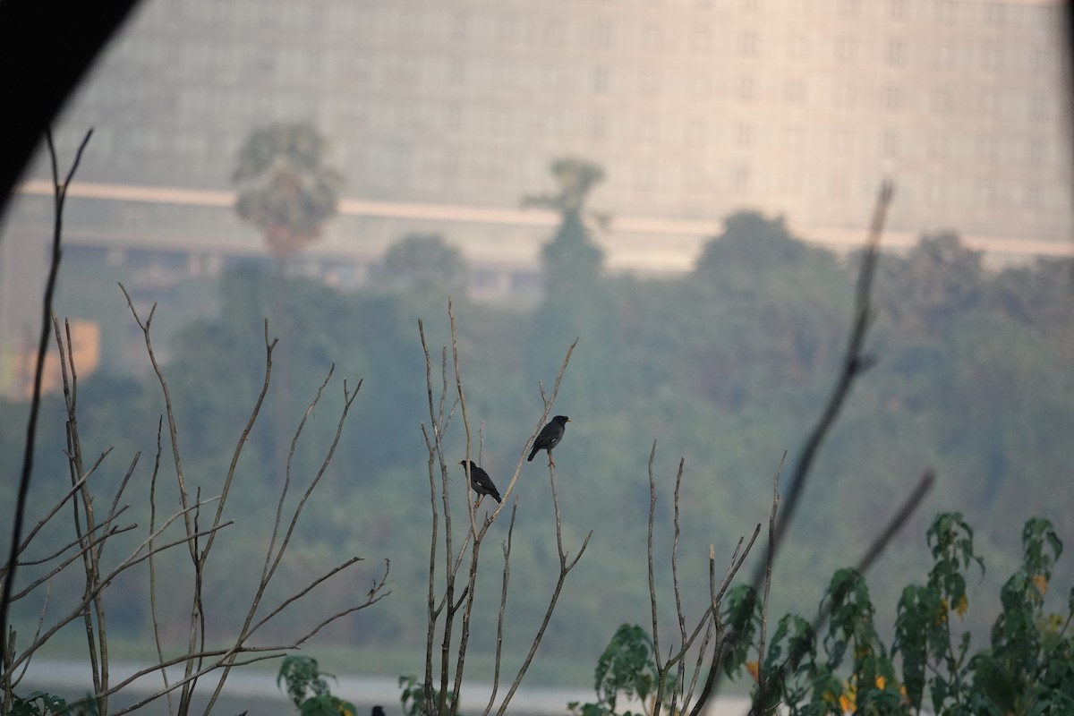 Martin forestier - ML645155441