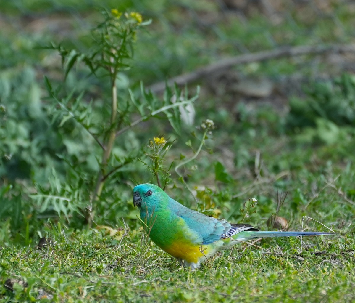 Red-rumped Parrot - ML645155442