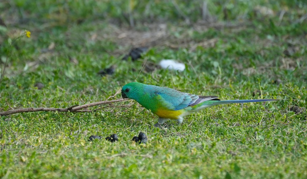 Red-rumped Parrot - ML645155443