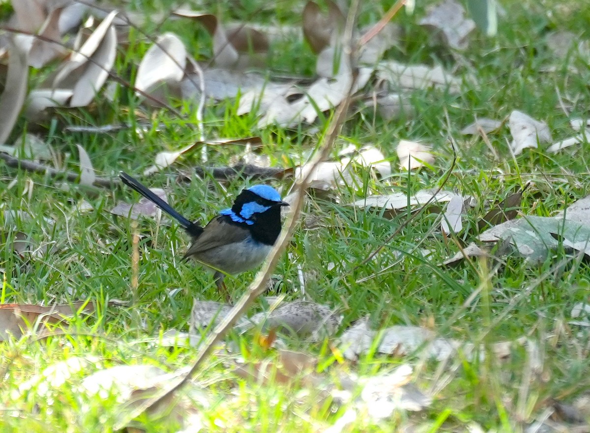 Superb Fairywren - ML645155445