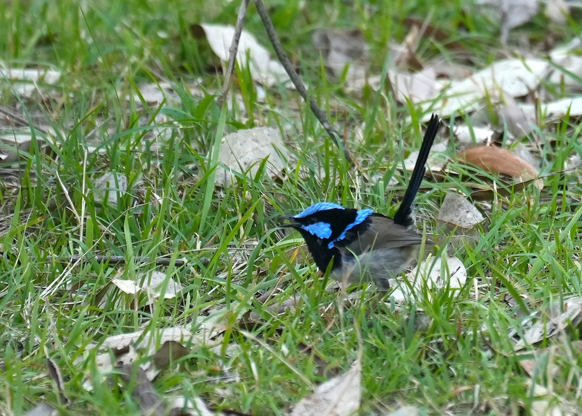 Superb Fairywren - ML645155446