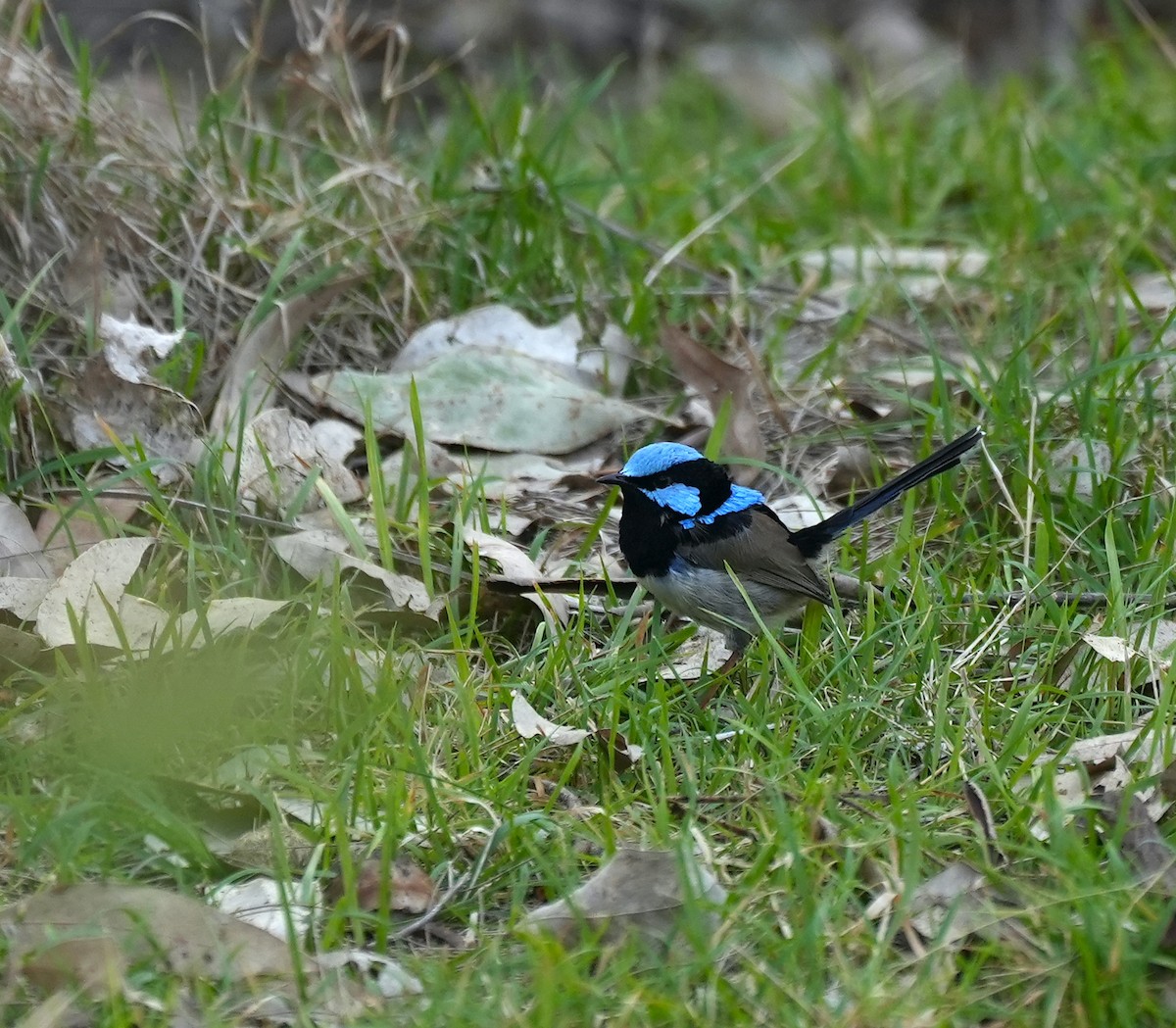 Superb Fairywren - ML645155447