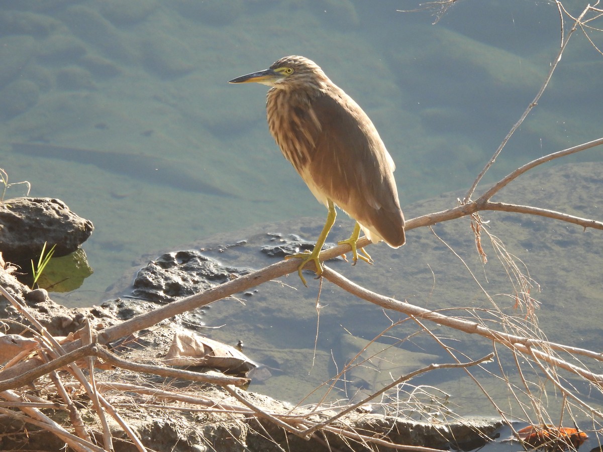 Индийская прудовая цапля - ML645155448