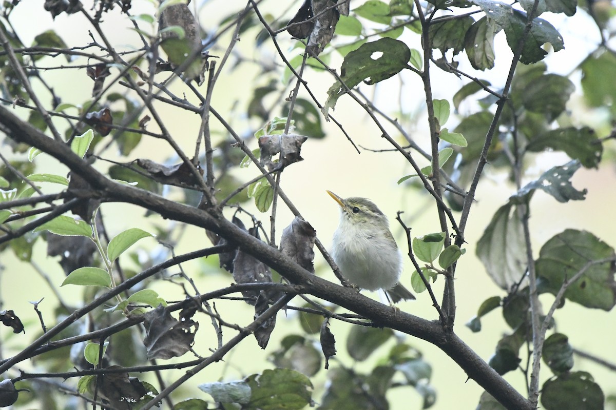 Greenish Warbler - ML645155451