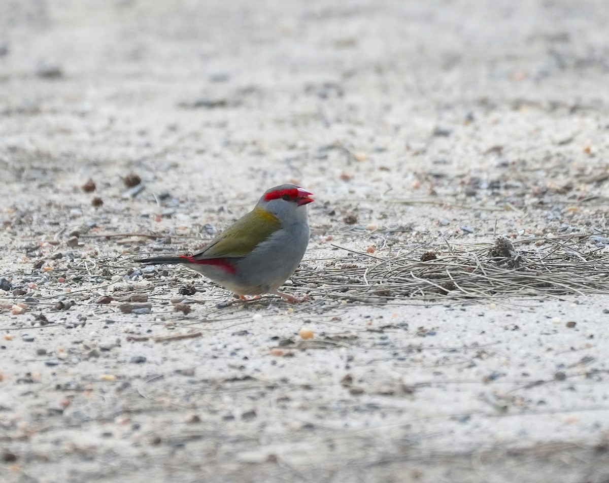 Red-browed Firetail - ML645155452