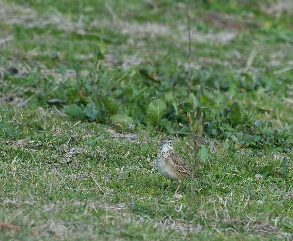 Australian Pipit - ML645155454