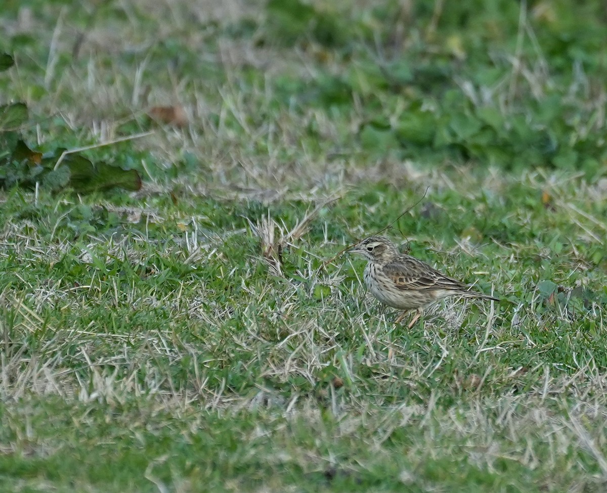 Australian Pipit - ML645155455