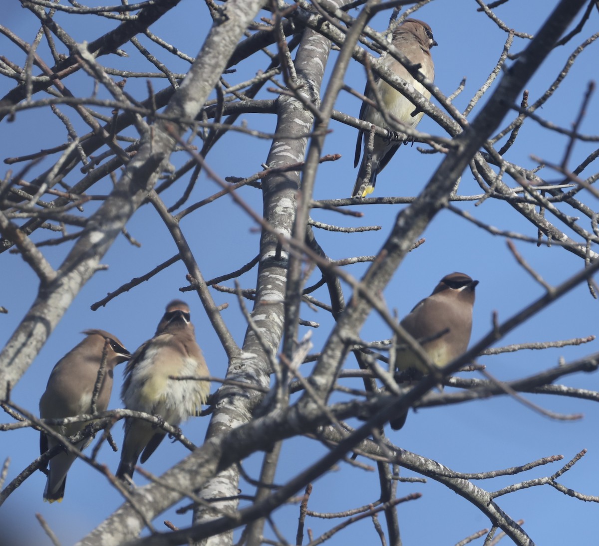 Cedar Waxwing - ML645155457