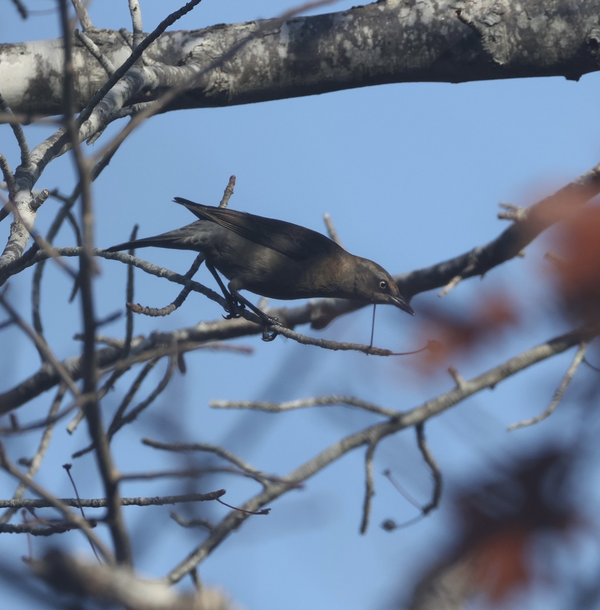 Rusty Blackbird - ML645155460