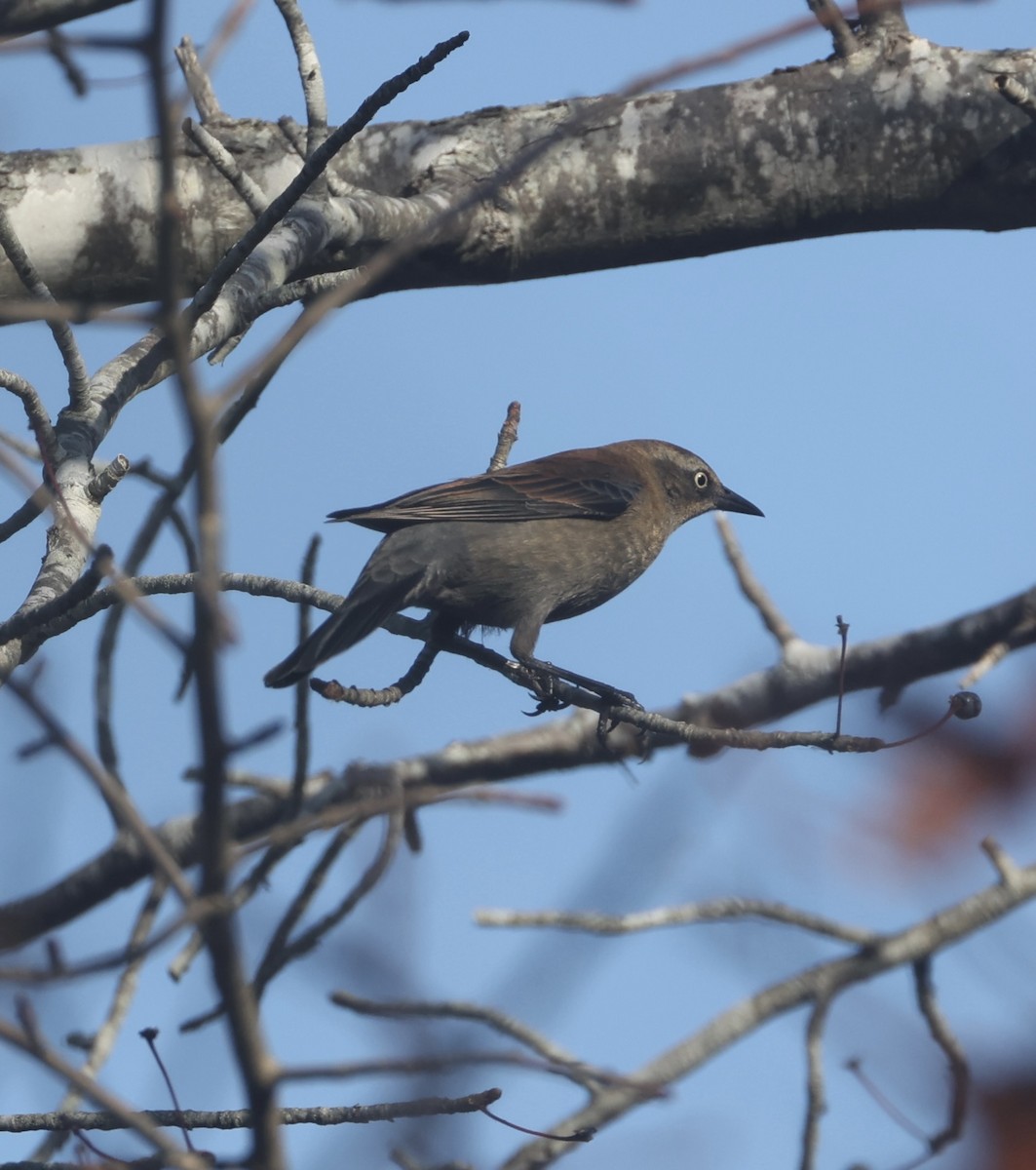 Rusty Blackbird - ML645155462