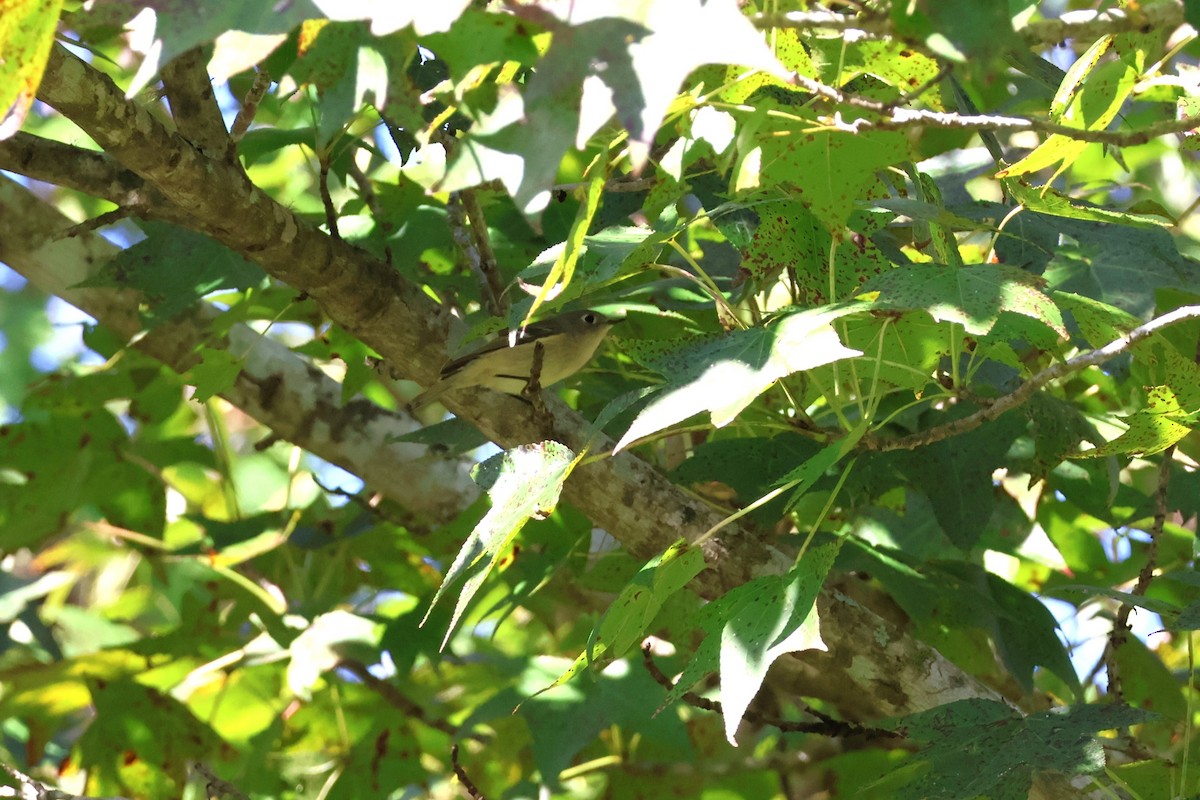 Ruby-crowned Kinglet - ML645155463