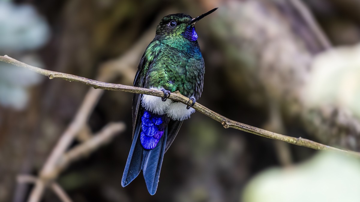 Glowing Puffleg - ML645155466