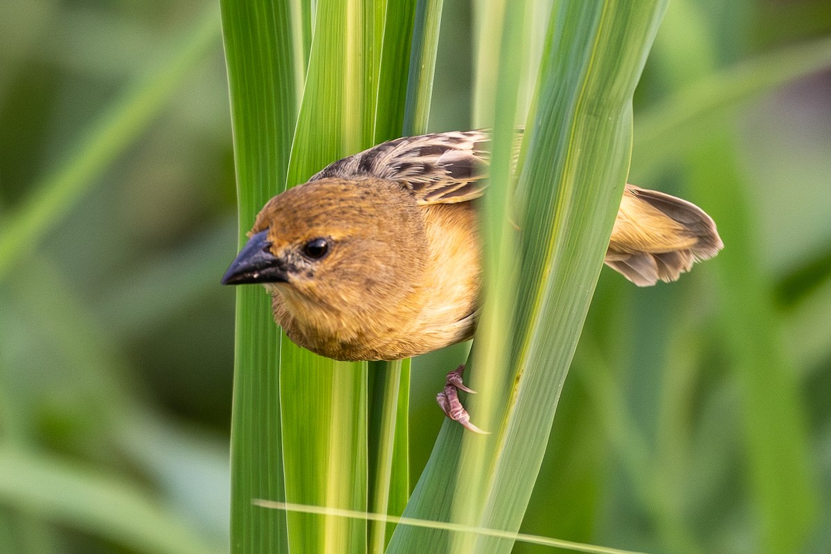 Vieillot's Black Weaver - ML645155467