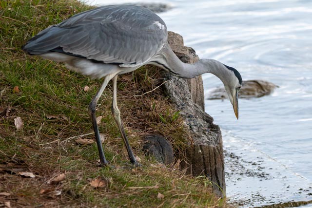 蒼鷺 - ML645155476