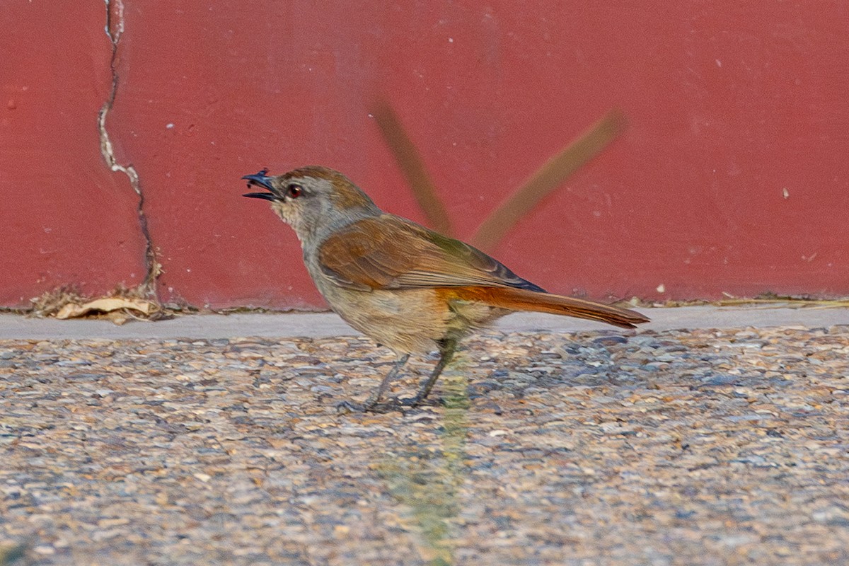 Rufous-tailed Palm-Thrush - ML645155482