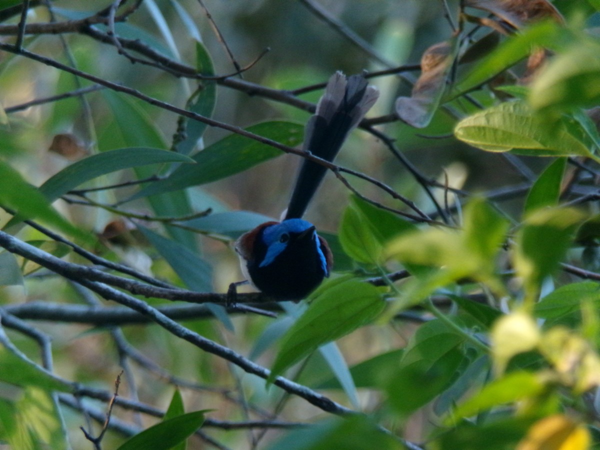 Variegated Fairywren - ML645155506