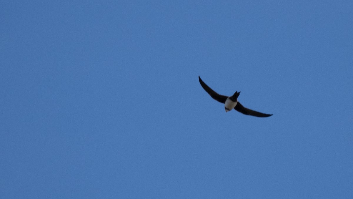 シロハラアマツバメ - ML645155528