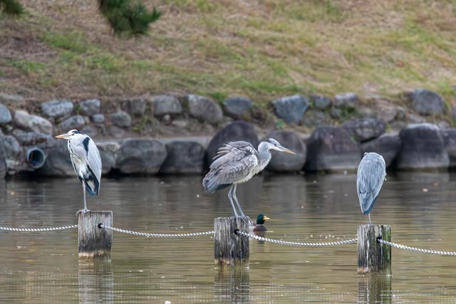 蒼鷺 - ML645155531