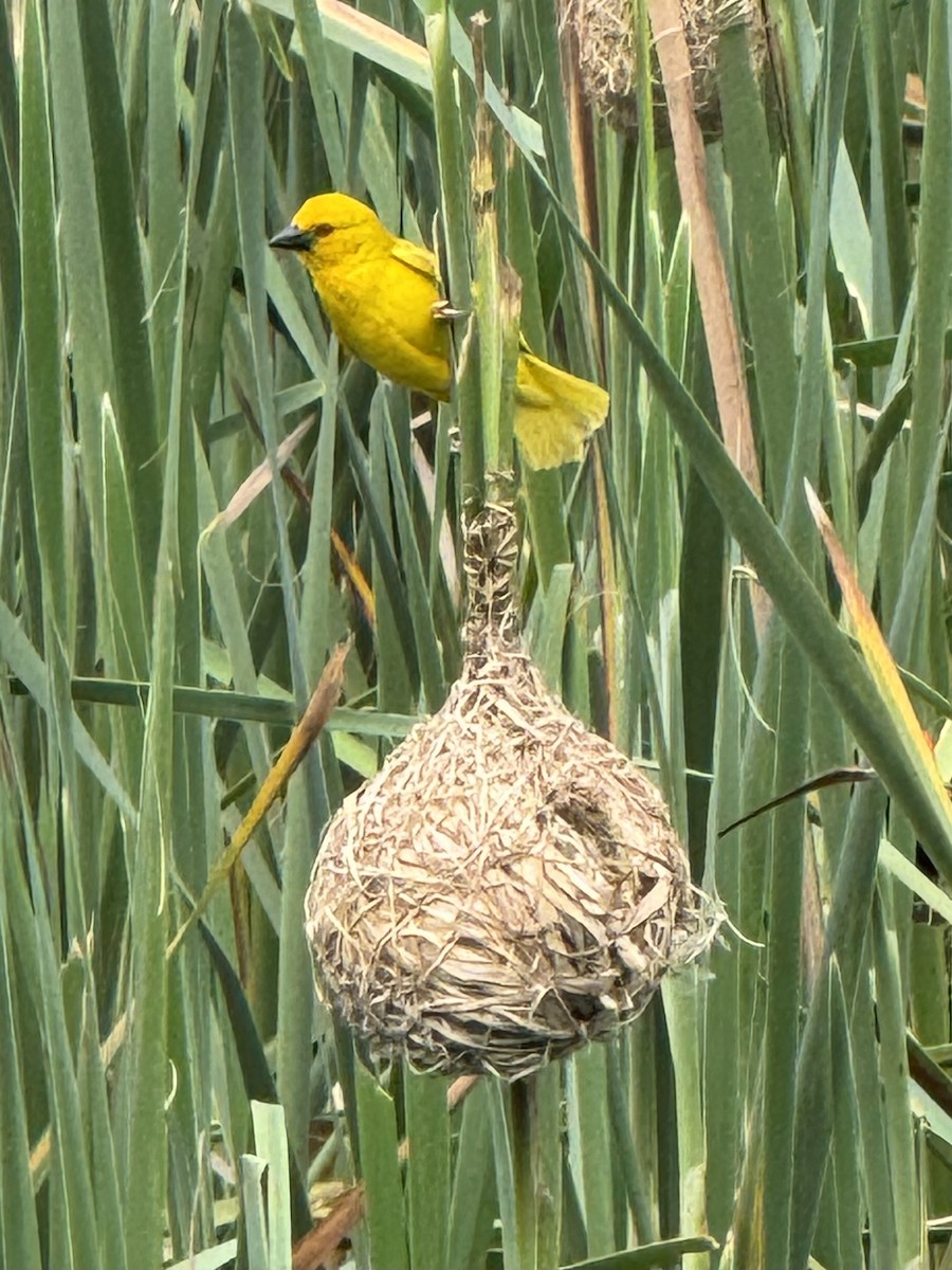 African Golden-Weaver - ML645155562