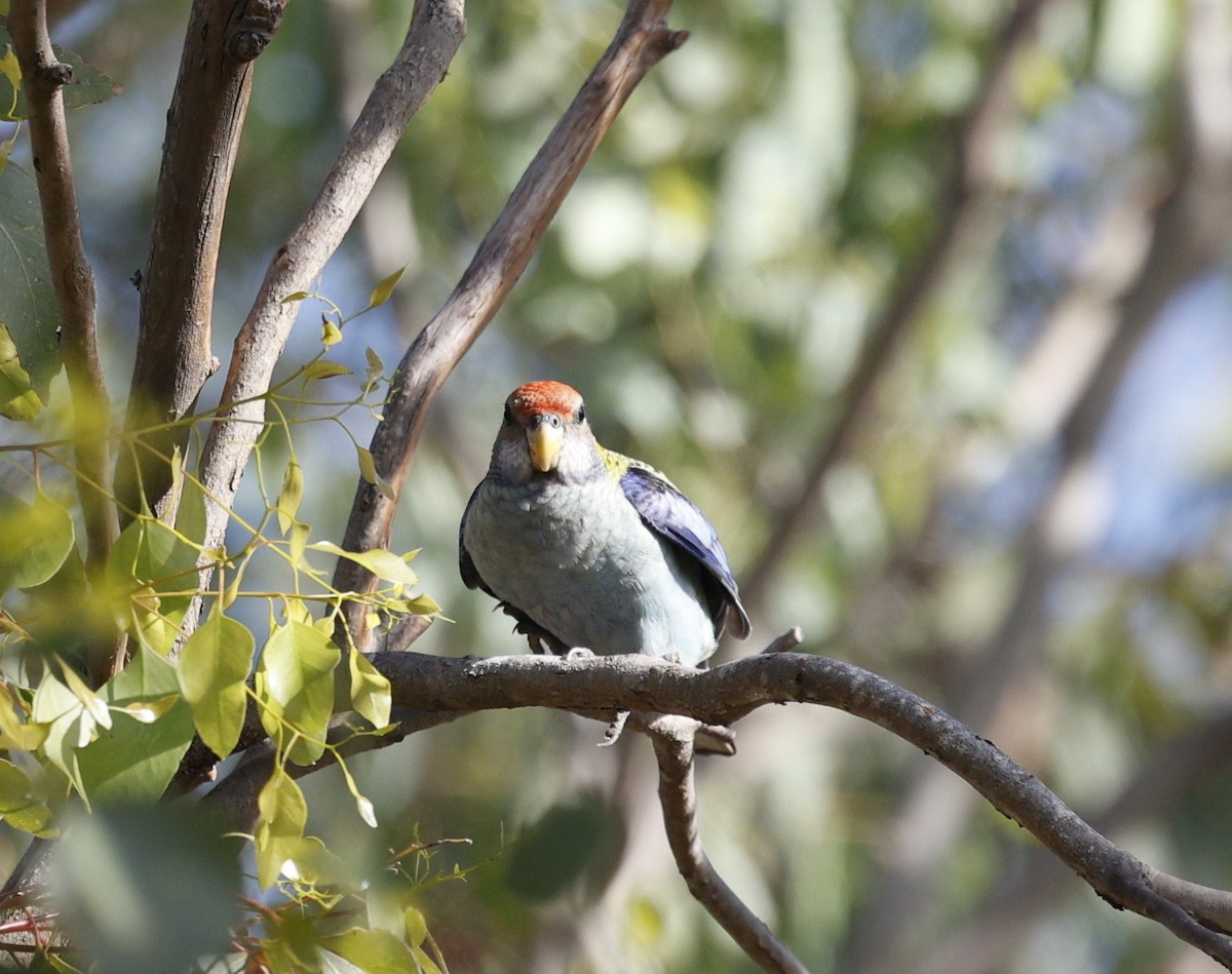 Pale-headed Rosella - ML645155563