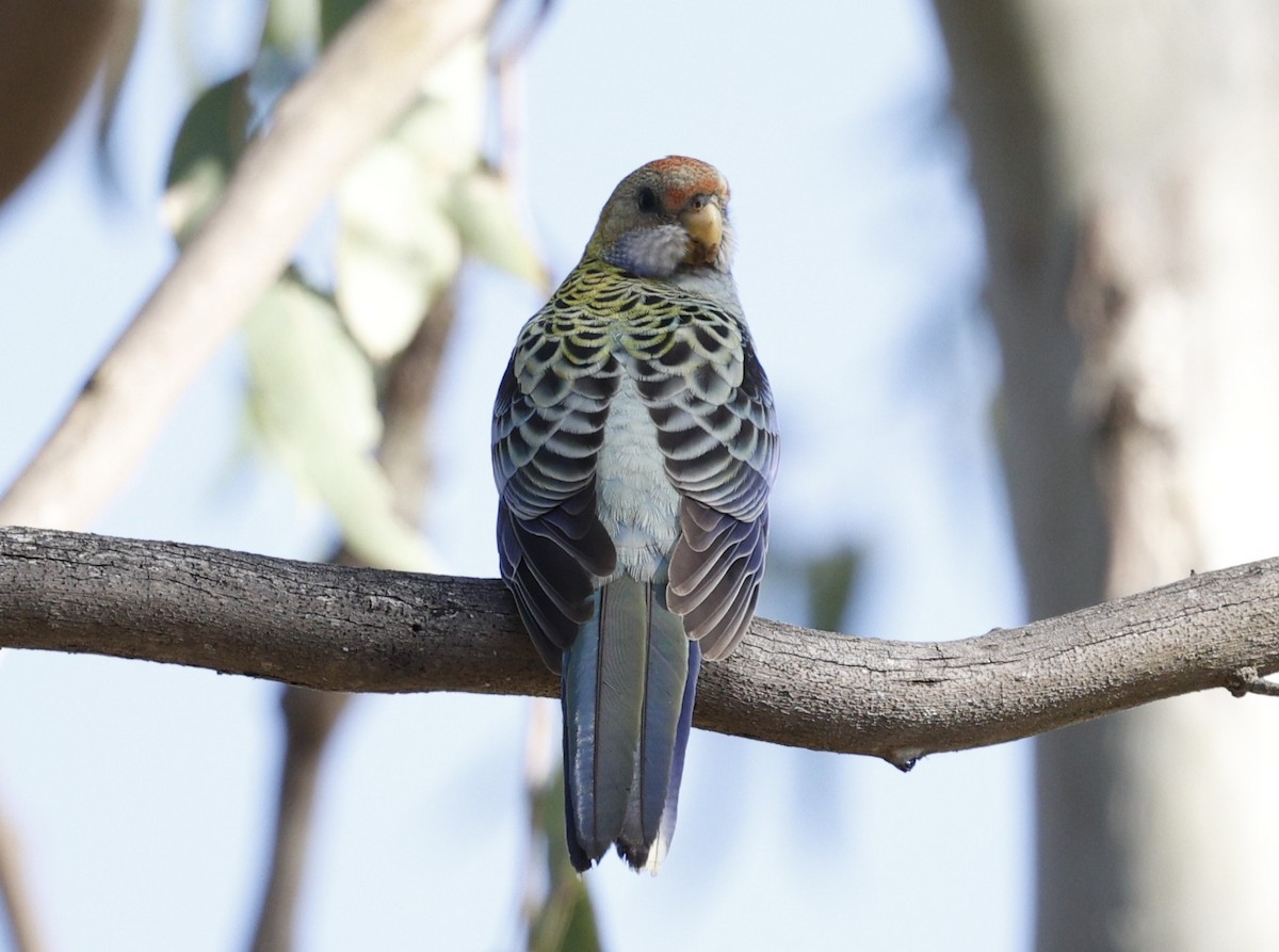 Pale-headed Rosella - ML645155564