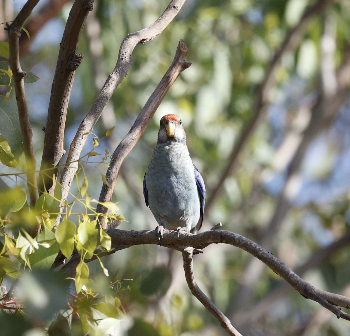 Pale-headed Rosella - ML645155565
