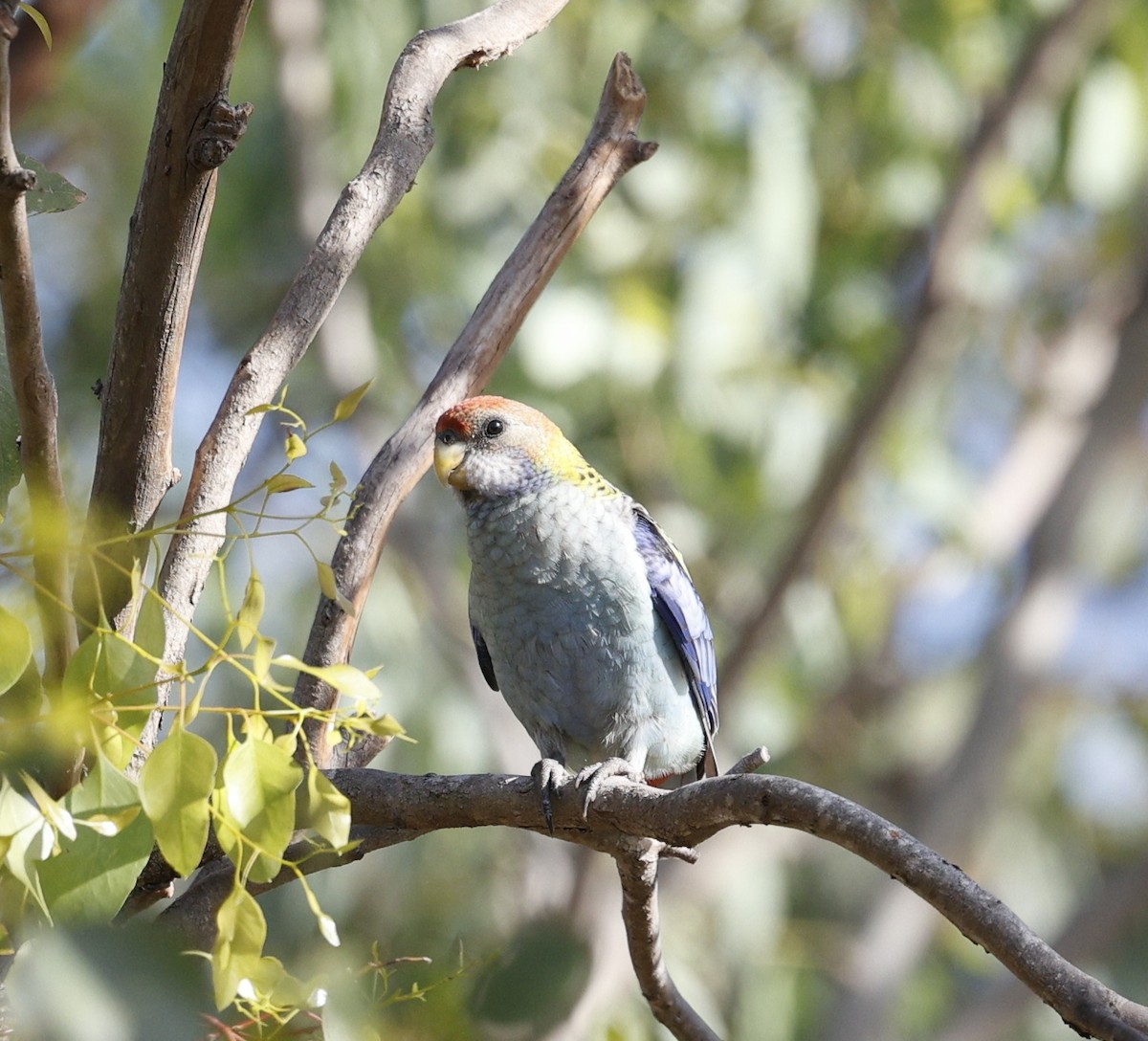 Pale-headed Rosella - ML645155566